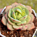 Echeveria Vanilla succulent rosette with pale green leaves and pink-red speckles