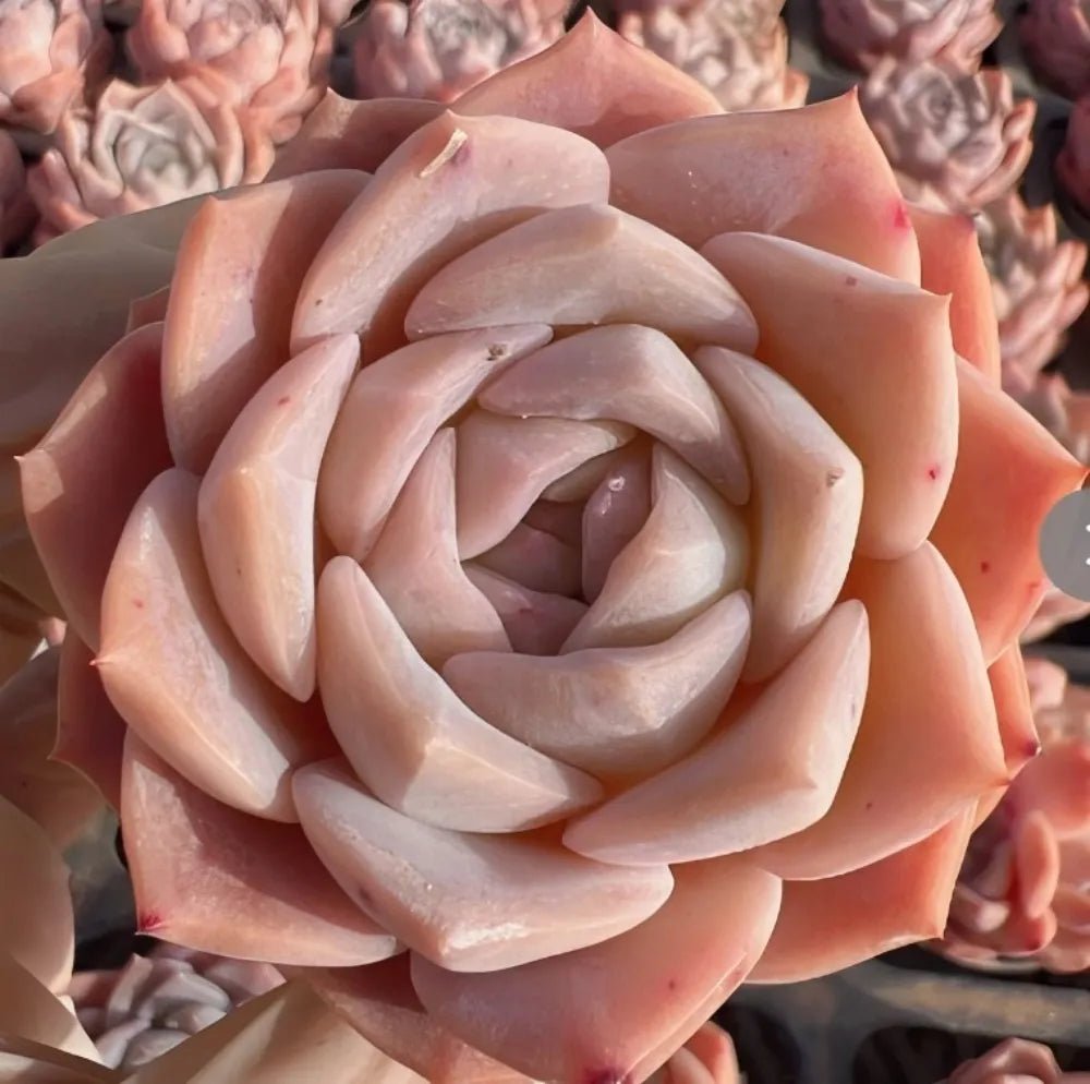 Echeveria Whisper succulent rosette with peach outer leaves and pale cream center