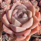Echeveria Whisper succulent rosette in pale peach and cream tones, layered petals