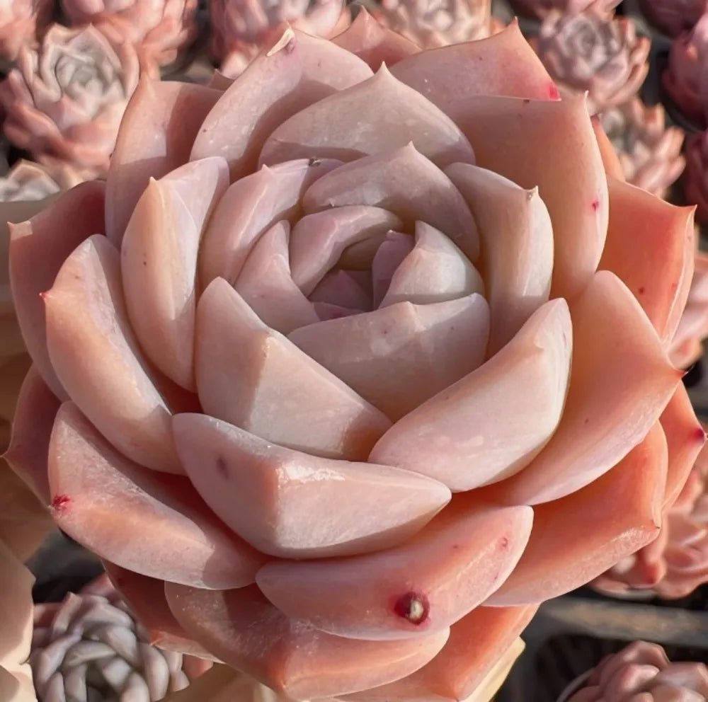 Echeveria Whisper succulent rosette in pale peach and cream tones, layered petals