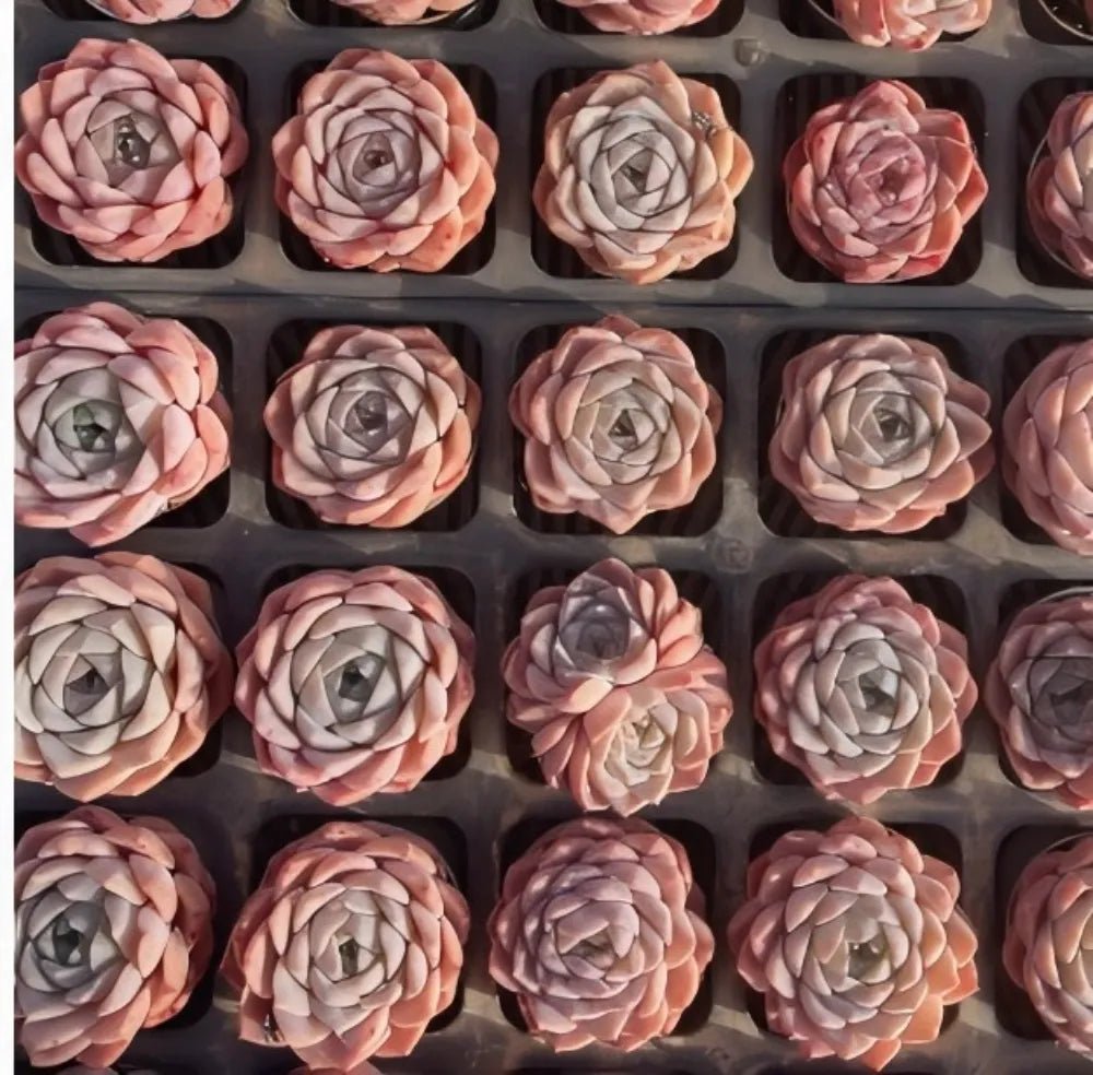 Echeveria Whisper succulents tray of small rosette plants in pink, peach, and cream