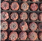 Echeveria Whisper succulents tray of small rosette plants in pink, peach, and cream