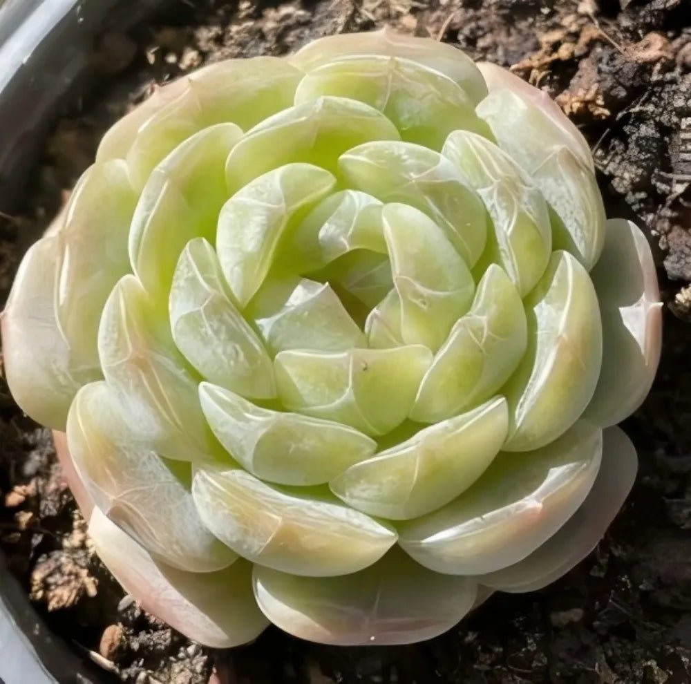 Echeveria succulent rosette with pale lime inner leaves and creamy outer leaves