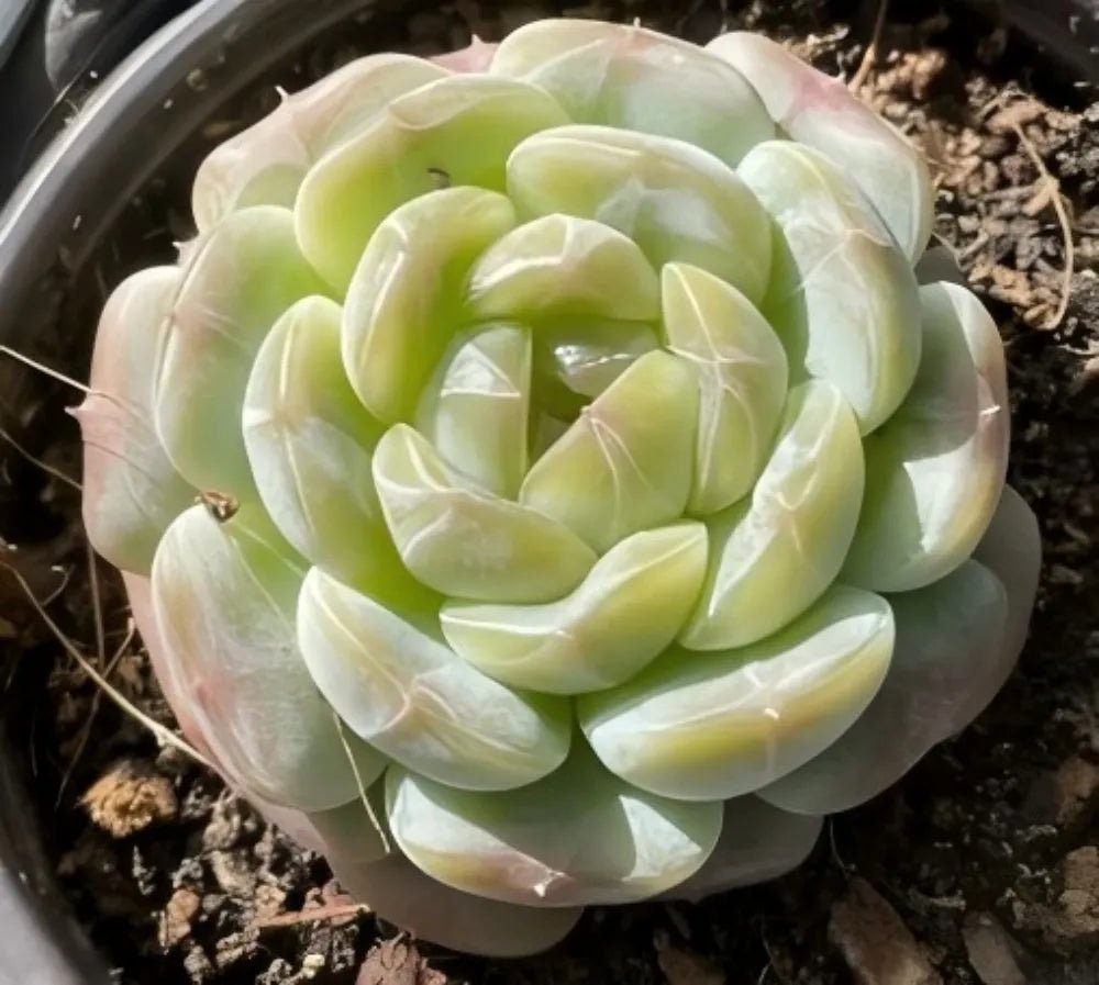 Echeveria succulent rosette in light green tones, thick spoon-shaped leaves