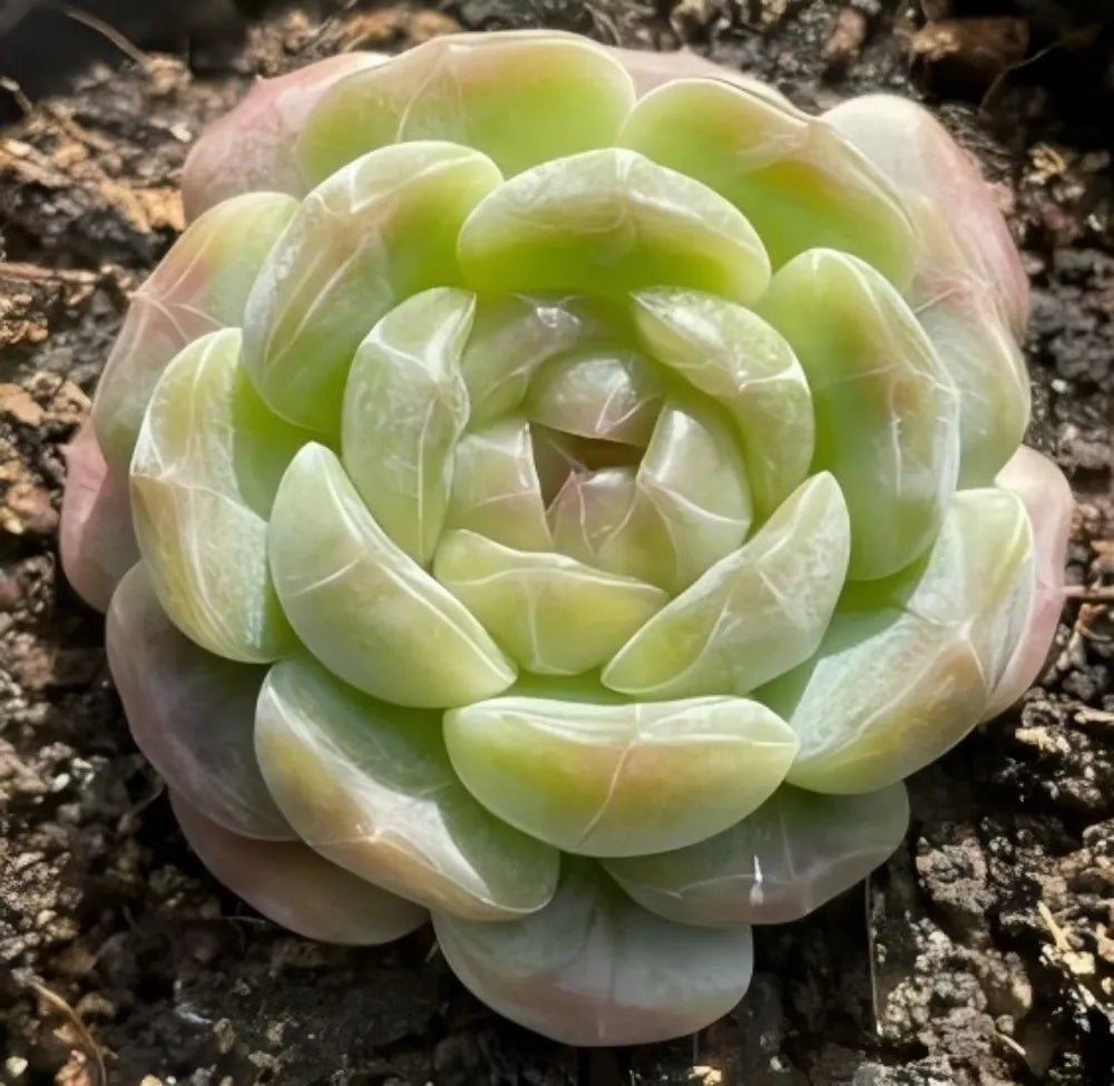 Echeveria succulent rosette with pale green and cream layered, translucent leaves