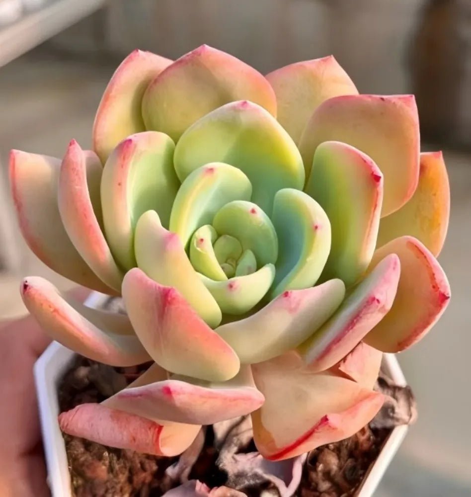 Echeveria White Moon rosette succulent, pale green center with peach-pink outer leaves