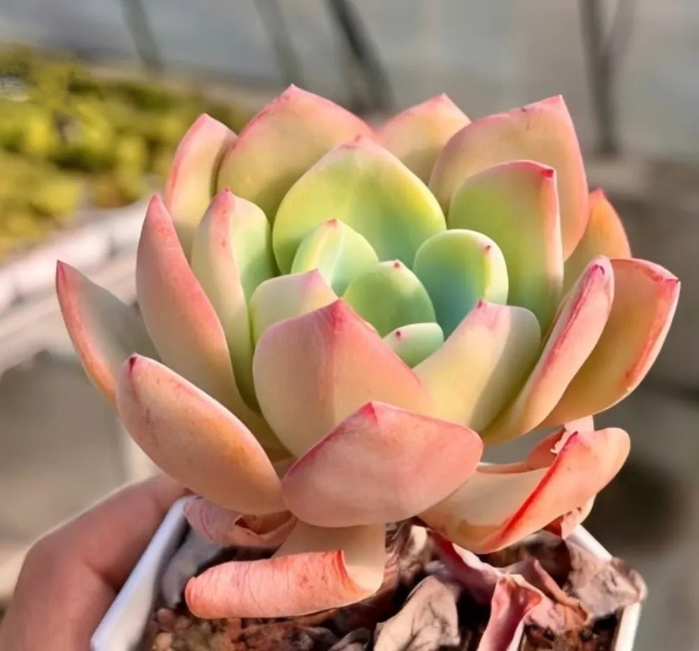 Echeveria White Moon succulent rosette with light green inner leaves and peach-pink outer tips