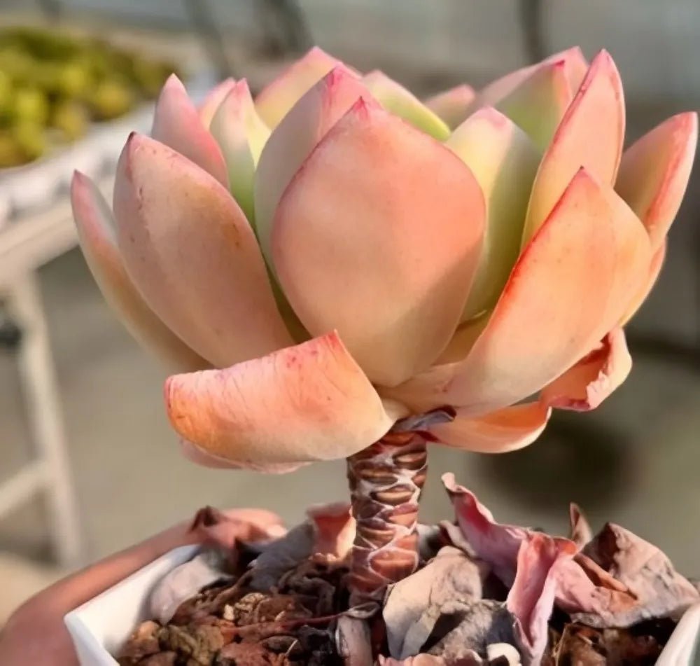 Echeveria White Moon rosette succulent with pale green leaves and pink tips
