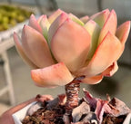 Echeveria White Moon rosette succulent with pale green leaves and pink tips