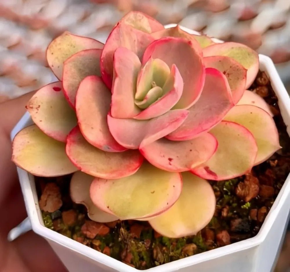 Variegated echeveria succulent rosette, pink and yellow-green leaves, in white tray pot