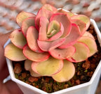 Variegated echeveria succulent rosette, pink and yellow-green leaves, in white tray pot