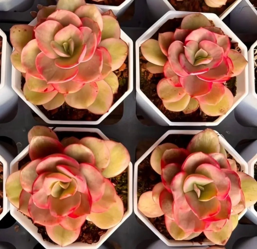 Four variegated echeveria rosettes in white hex pots, pink-red and yellow-green leaves