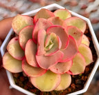 Variegated echeveria rosette with pink-red edges and yellow-green leaves in pot