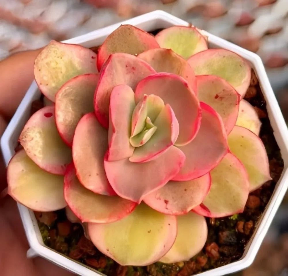 Variegated echeveria rosette with pink-red edges and yellow-green leaves in pot