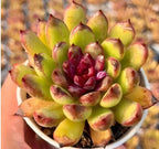 Succulent rosette plant with green-yellow leaves tipped in red, in white pot