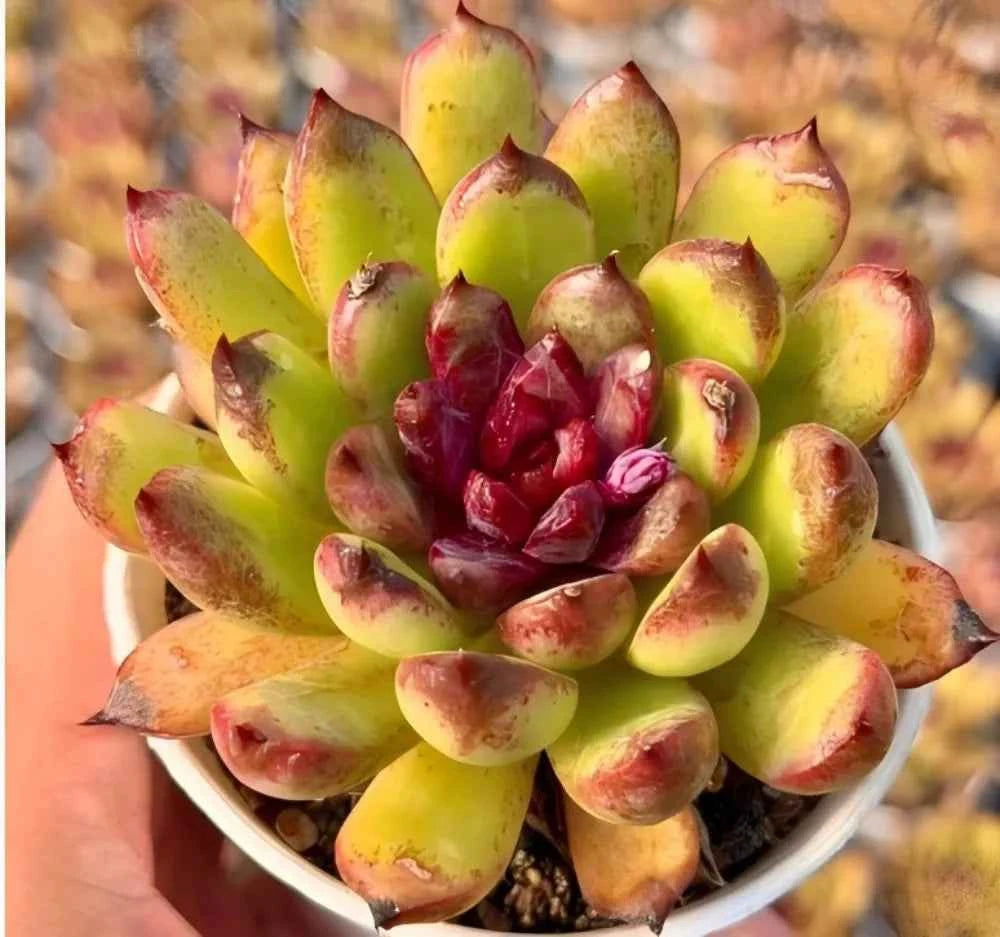 Succulent rosette plant with green-yellow leaves tipped in red, in white pot