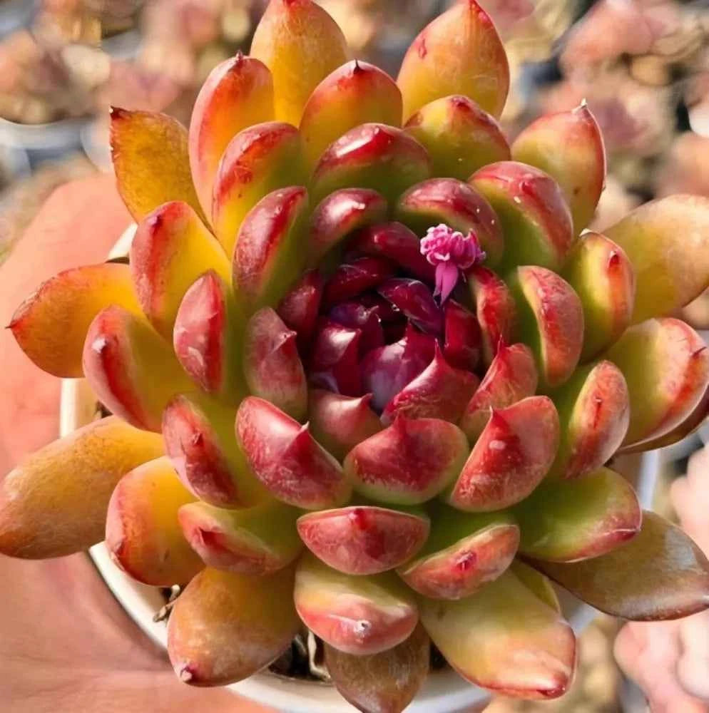 Succulent rosette plant with red and green pointed leaves, centered in white pot