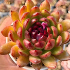 Succulent rosette plant with red and green pointed leaves, centered in white pot