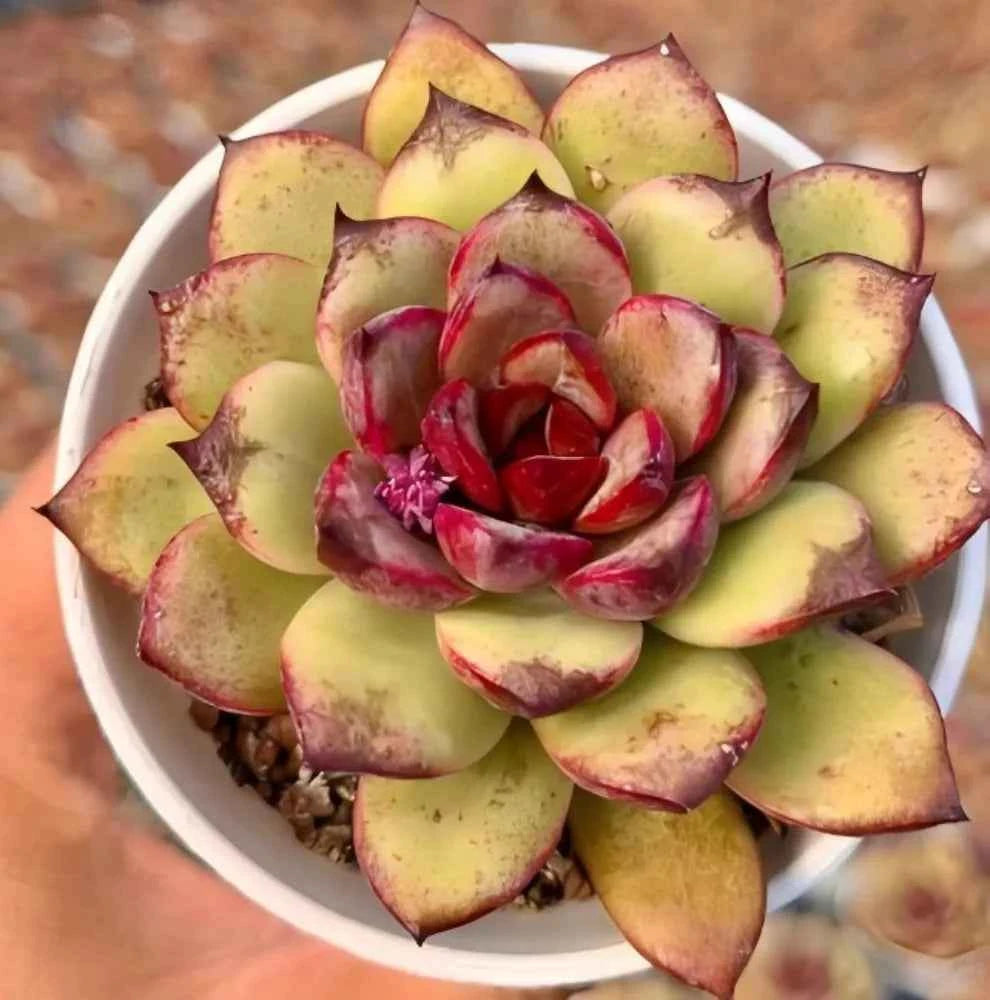 Succulent rosette plant with pale green leaves edged in dark red, in white pot