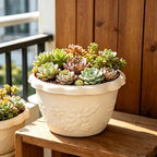 White embossed flower pot with scalloped rim, holding mixed succulents