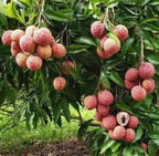 Emperor Lychee Tree - 1.5ft. Tall Bare Root - mysoilsong