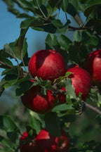 Enterprise apple tree bare-root, red apples on green branches