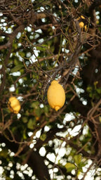 Eureka lemon tree with yellow fruit on leafy branches