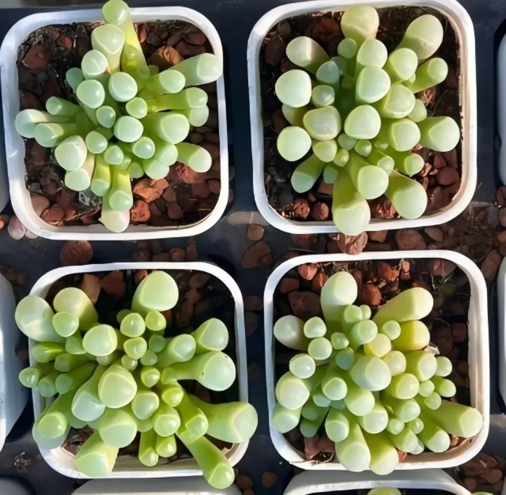 Fenestraria Rhopalophylla succulent in small pots with green leaf rosettes