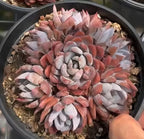 Fragrant Lotus cluster succulent close-up with peach, rose, and white rosette leaves
