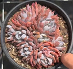Echeveria rosette succulent in pot, layered pink and white leaves with orange tips