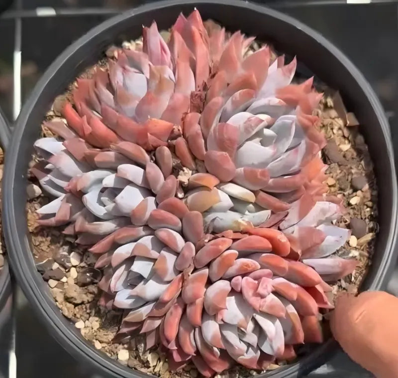Echeveria rosette succulent in pot, layered pink and white leaves with orange tips