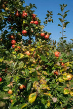 Fuji apple tree with clusters of red apples and green leaves