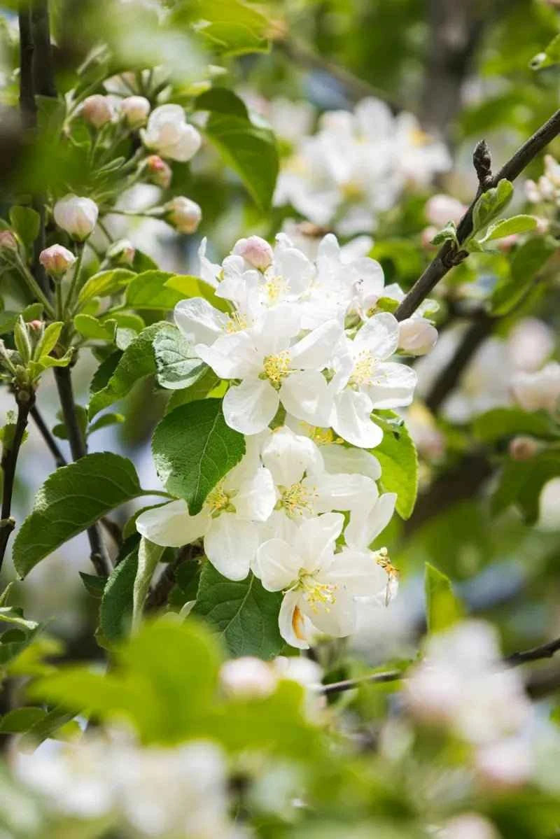 Fuji apple tree blossoms on green leaves branch