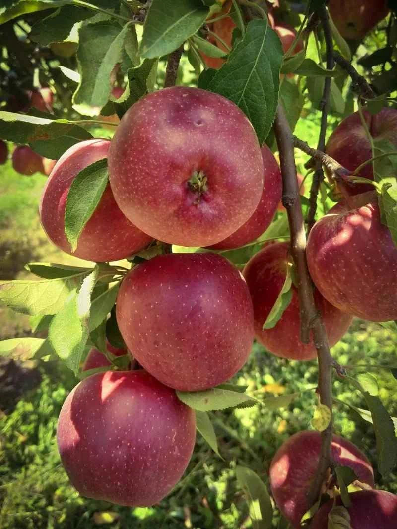 Fuji apple tree bare-root sapling with red apples and green leaves