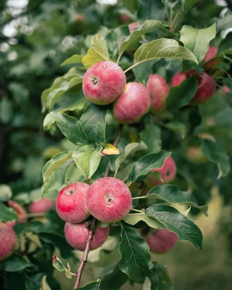 Gala apple tree branch with pink-red apples and glossy green leaves