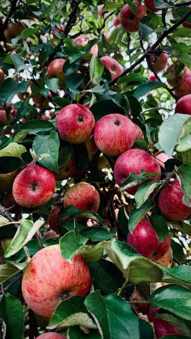 Gala bare-root apple tree with red speckled apples on green leaves