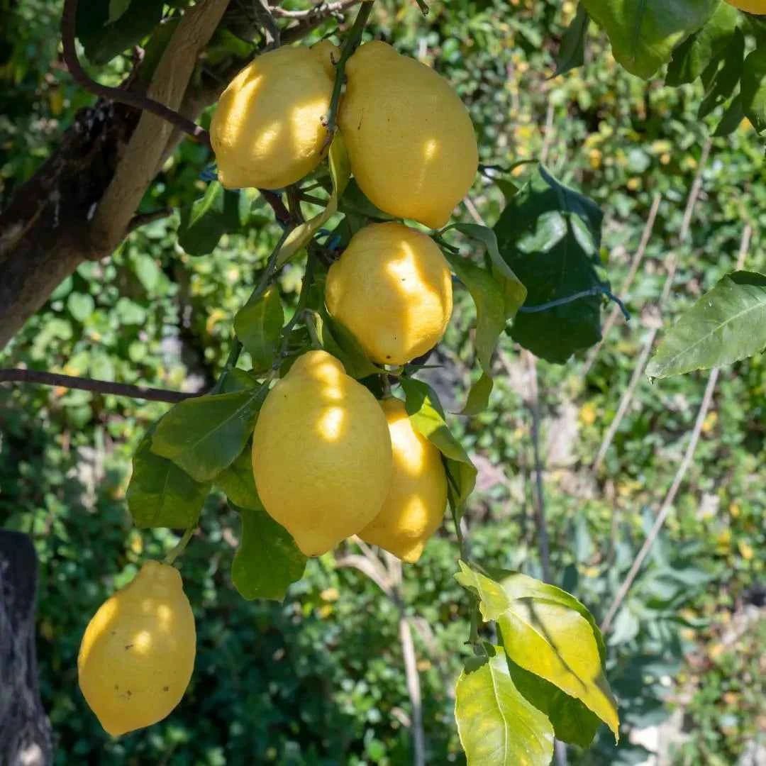 Bare-root lemon tree with yellow lemons and green leaves