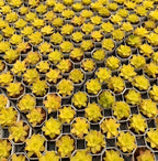 Tray of golden Haworthia rosettes in small white hex pots with yellow leaves