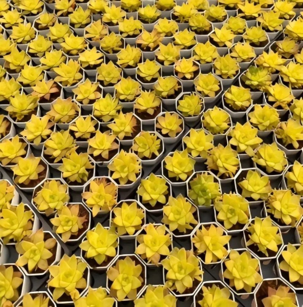 Tray of golden Haworthia rosettes in small white hex pots with yellow leaves