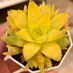 Golden Haworthia rosette with layered yellow leaves in a white hex planter