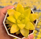 Golden Haworthia rosette in a white hex pot held in a hand, yellow-green leaves