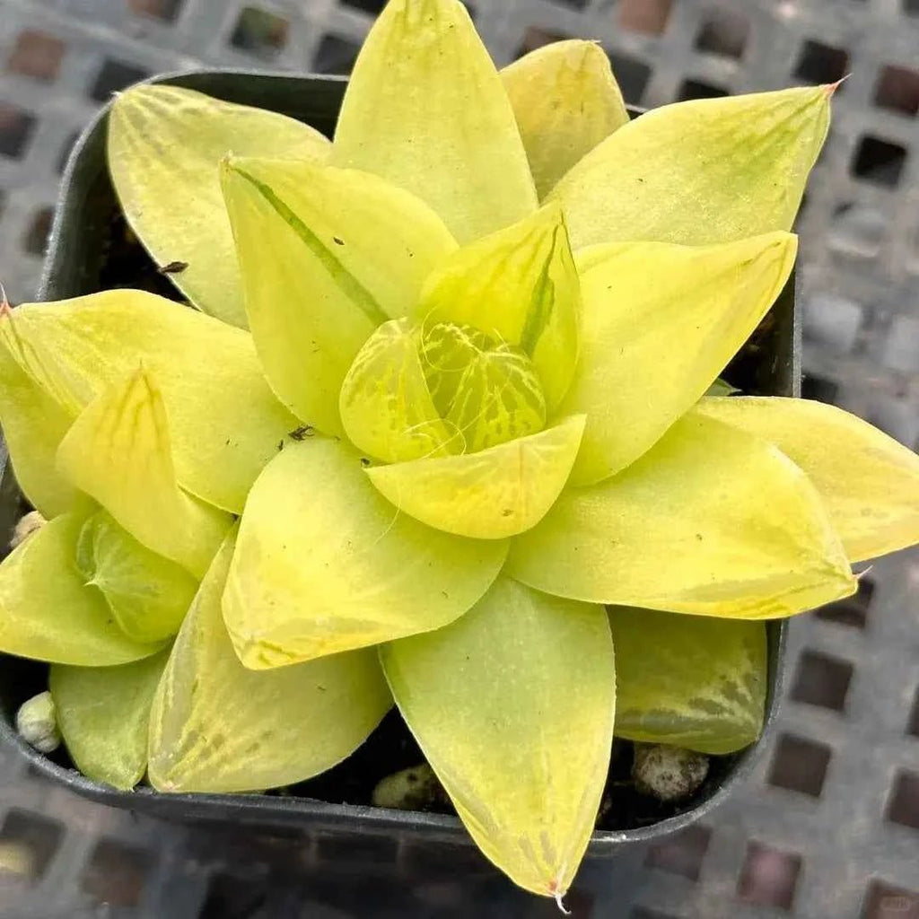 Lime yellow Haworthia succulent rosette with pointed translucent leaves