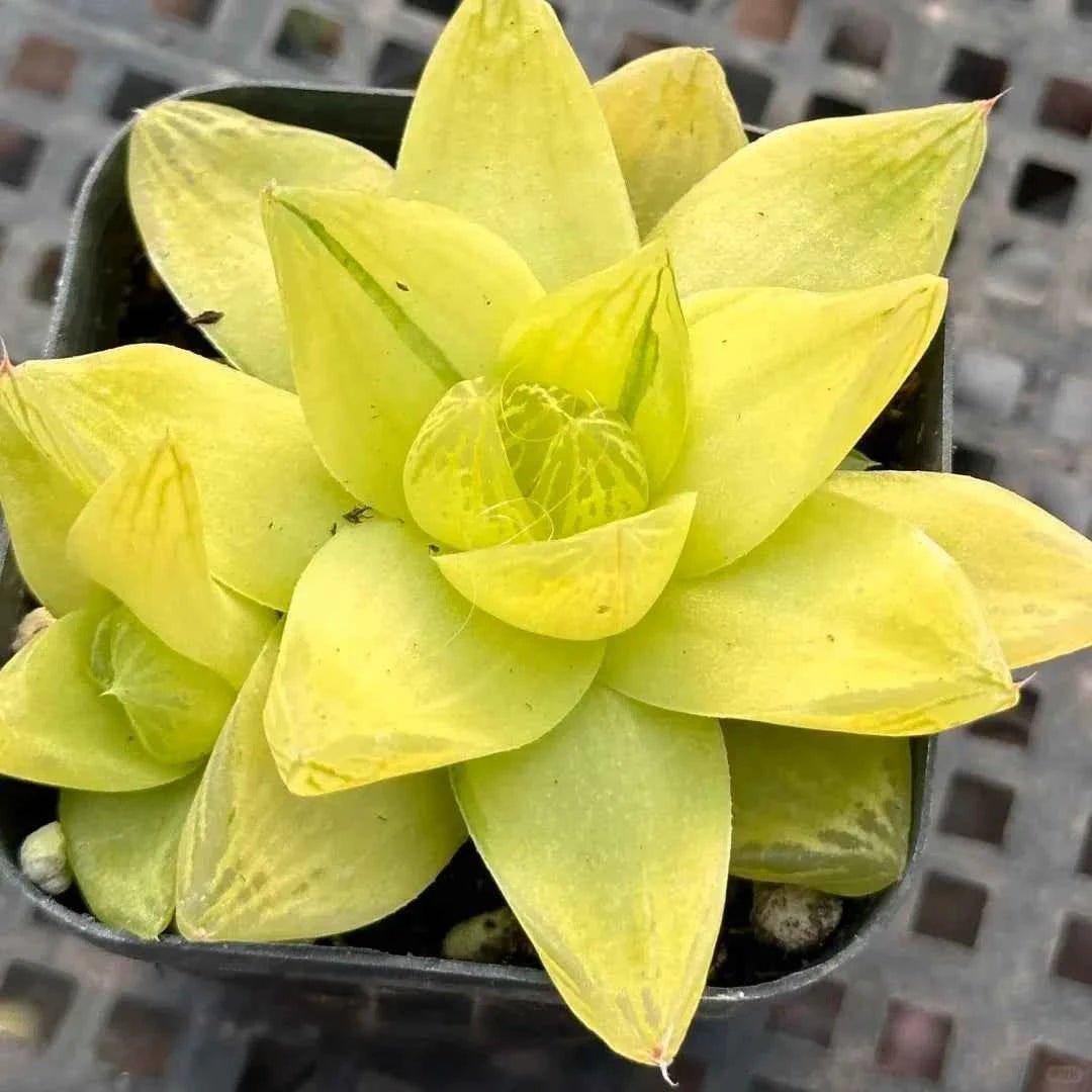 Lime yellow Haworthia succulent rosette with pointed translucent leaves
