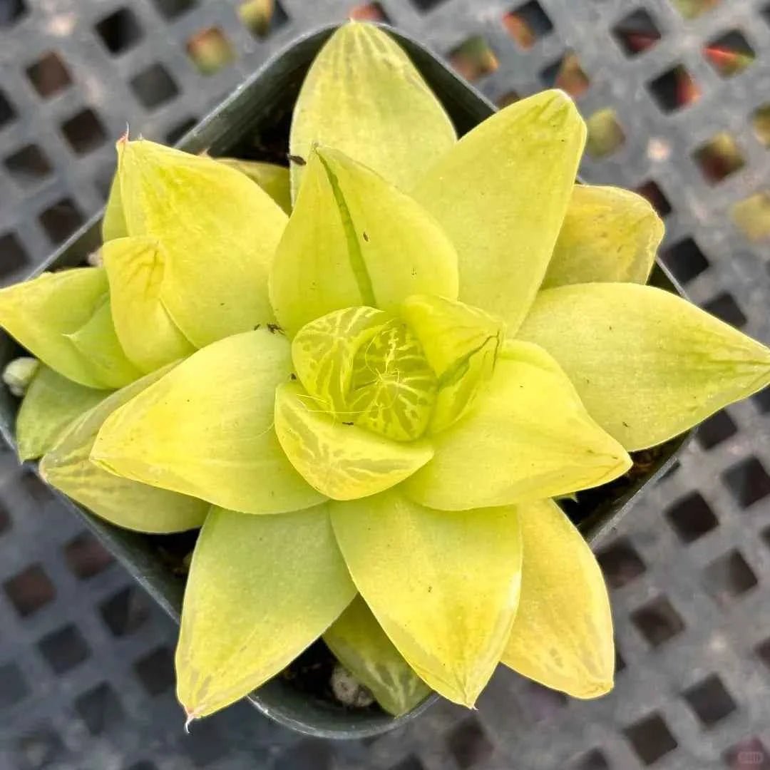 Bright yellow Haworthia rosette succulent with fan-shaped pointed leaves