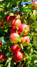 HoneyCrisp apple tree branches with red and yellow apples and green leaves