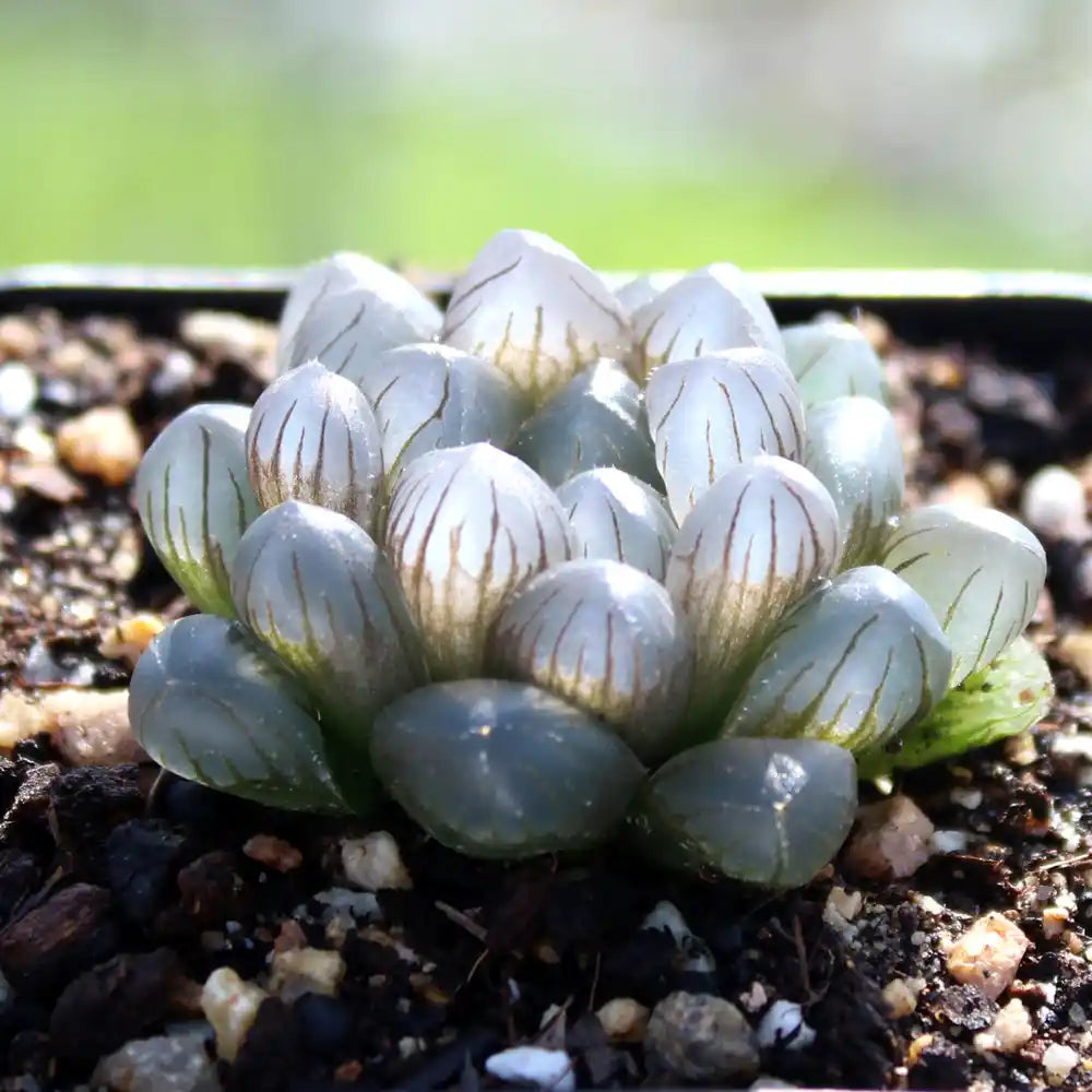 Haworthia succulent rosette with blue-gray translucent leaves and curled tips