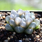 Haworthia succulent rosette with blue-gray translucent leaves and curled tips