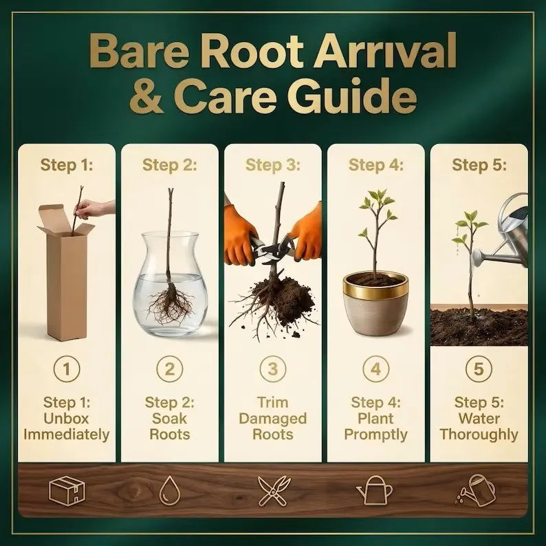 Bare root arrival and care guide infographic with five planting steps