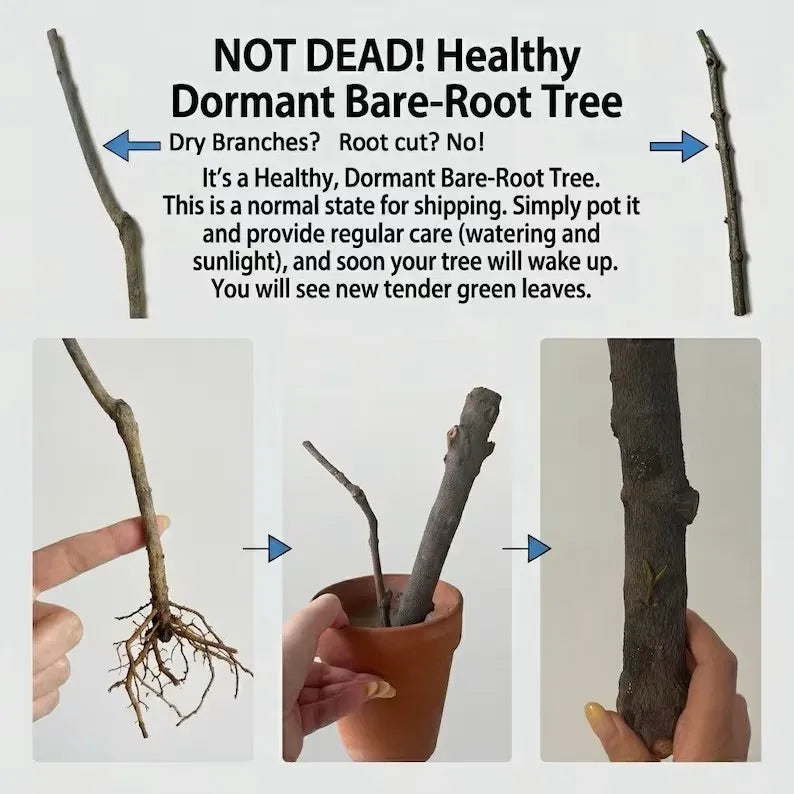 Dormant bare-root tree with exposed roots held in hands