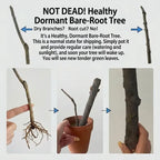 Dormant bare-root plum tree illustration showing roots, then planted in a pot